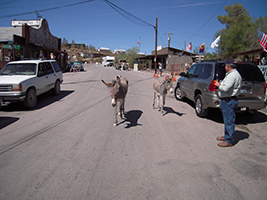 Side Trip to Oatman